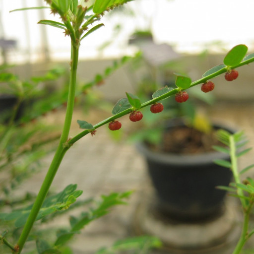 Phyllanthus Urinaria