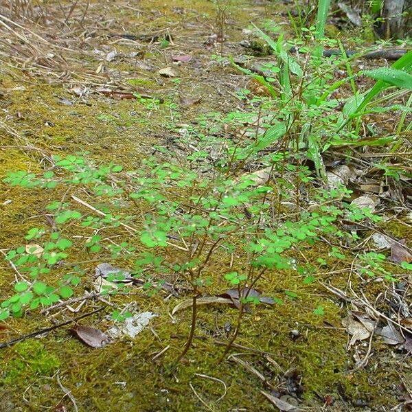 Phyllanthus Virgatus