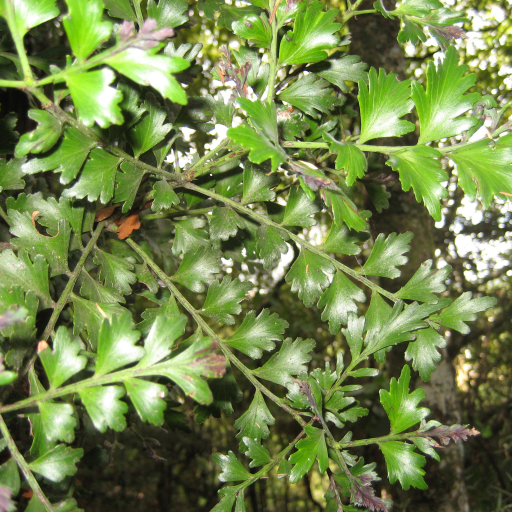 Phyllocladus Trichomanoides