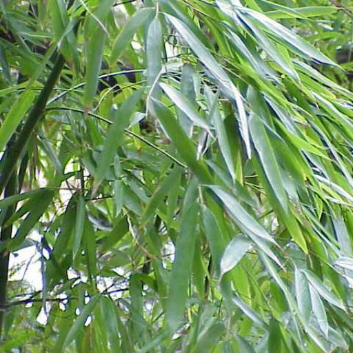 Phyllostachys Aurea