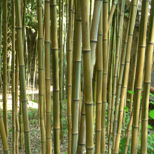 Phyllostachys Aureosulcata