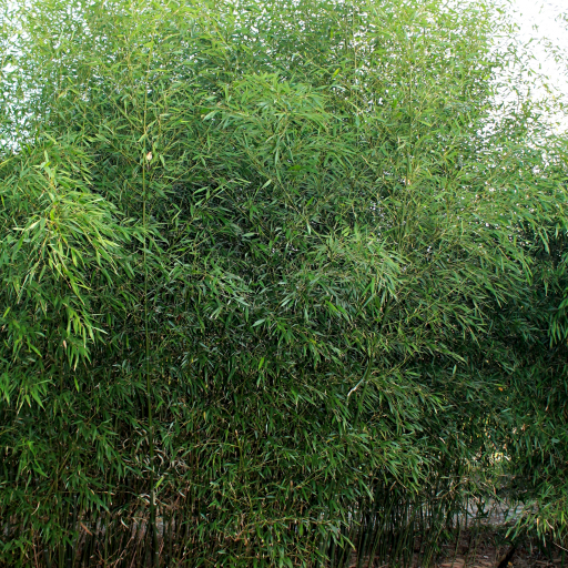 Phyllostachys Bissetii
