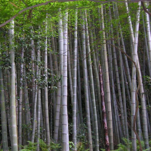 Phyllostachys Edulis