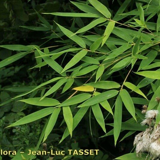 Phyllostachys Flexuosa