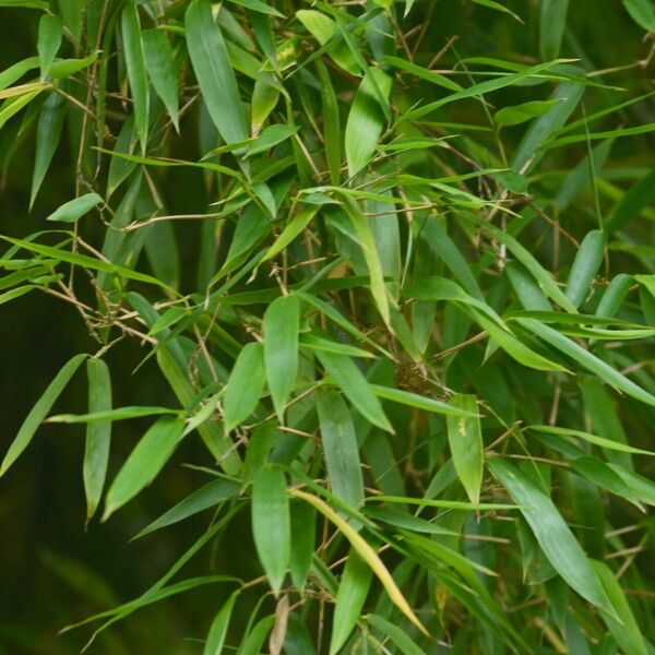 Phyllostachys Heteroclada