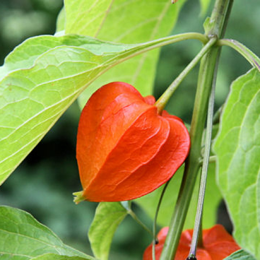 Physalis Alkekengi