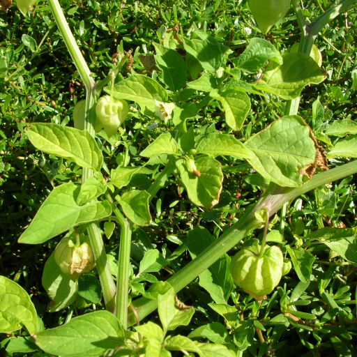 Physalis Angulata