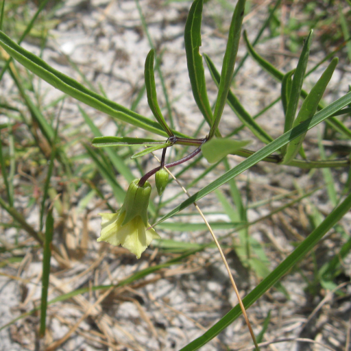 Coastal Groundcherry (Physalis Angustifolia) Plant Care & How to Grow ...