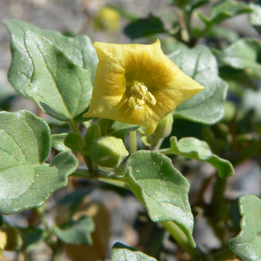 Physalis Crassifolia
