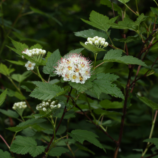Physocarpus Capitatus