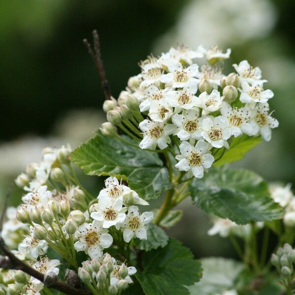 Physocarpus Monogynus
