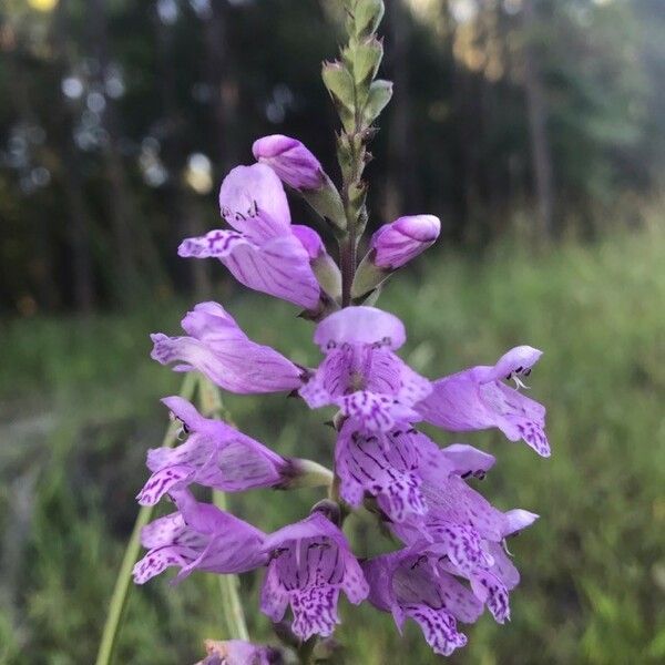 Physostegia Angustifolia