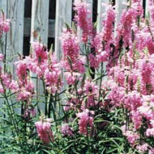 Physostegia Virginiana