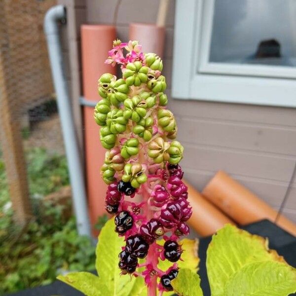 Phytolacca Esculenta