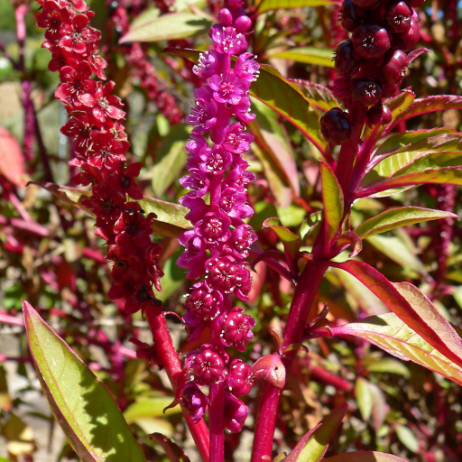 Phytolacca Icosandra