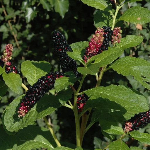 Pokeweeds