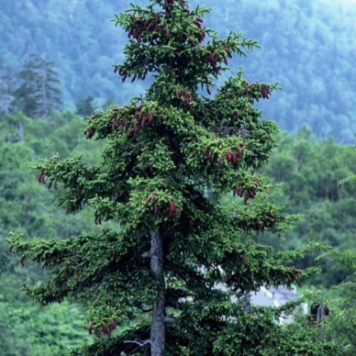 Picea Jezoensis