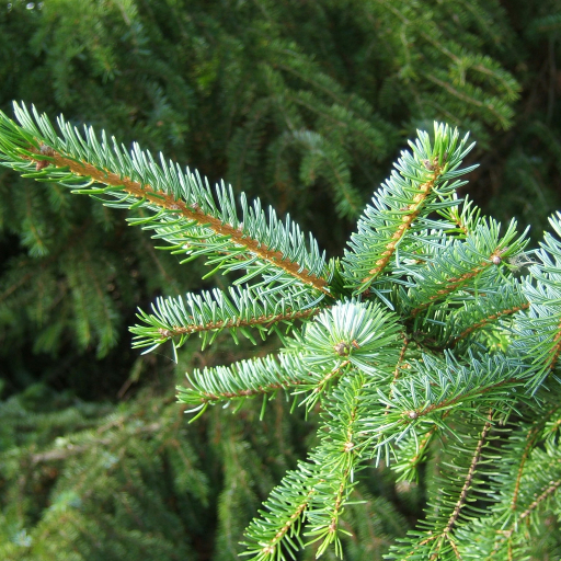 Picea Omorika