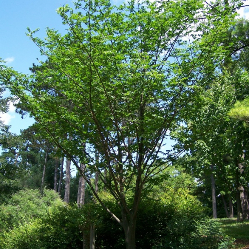 Picrasma Quassioides