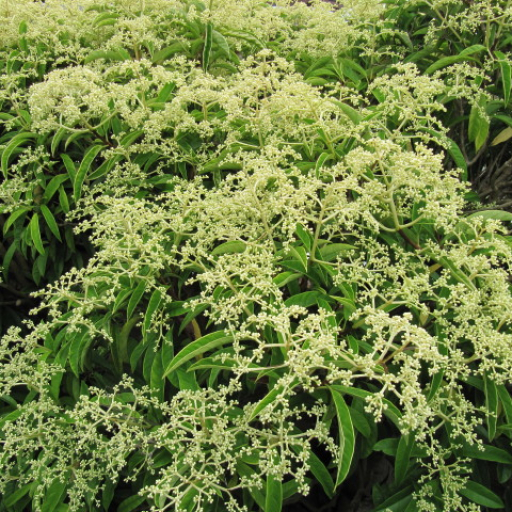 Pileostegia Viburnoides