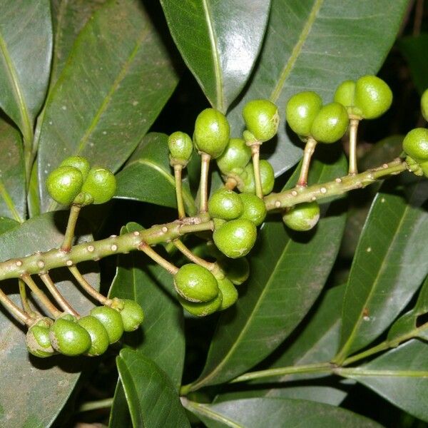 Pilocarpus Racemosus