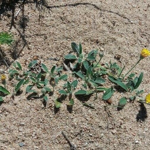 Pilosella Peleteriana