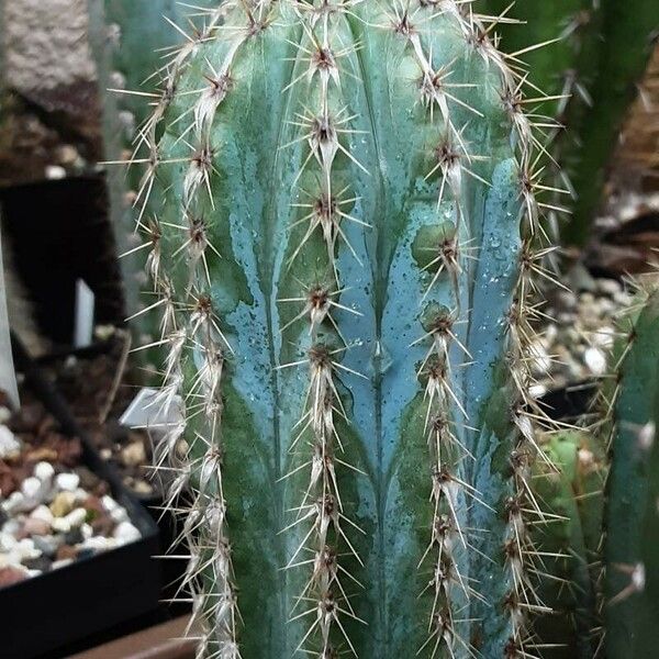 Pilosocereus Alensis