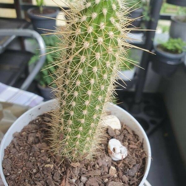 Pilosocereus Chrysostele