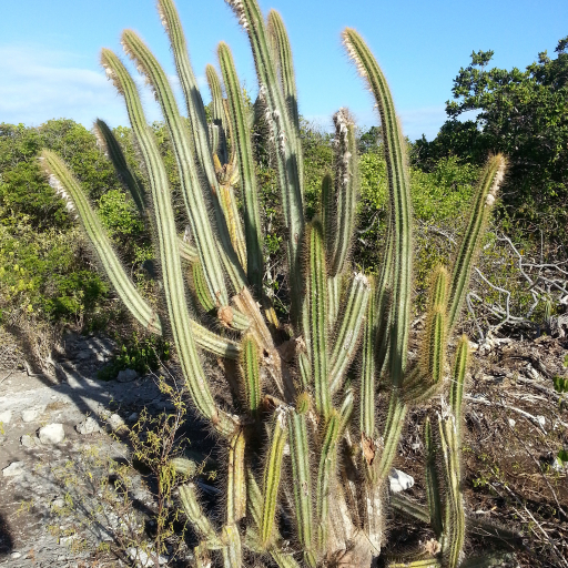 Pilosocereus Curtisii