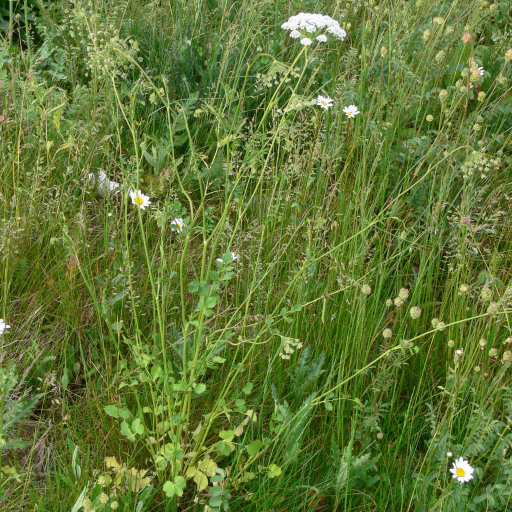 Pimpinella Peregrina