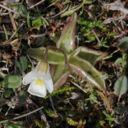 Pinguicula Alpina