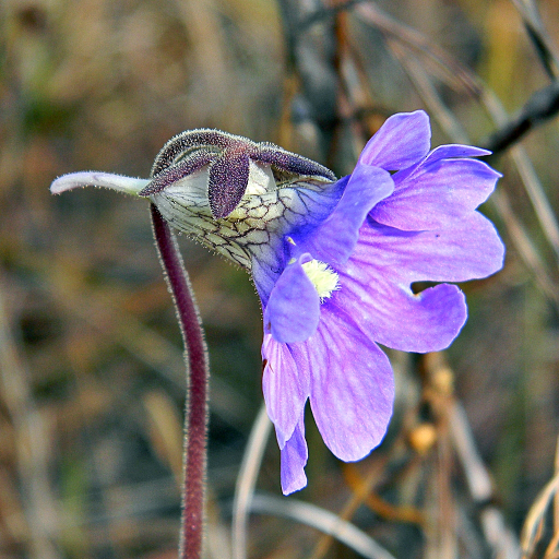 Pinguicula Caerulea