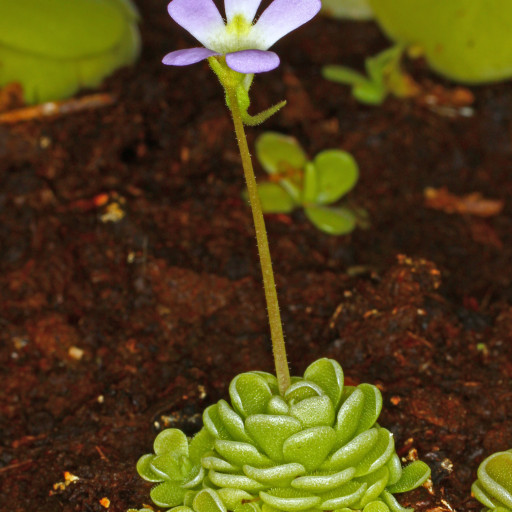 Pinguicula Esseriana