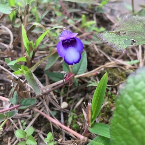 Pinguicula Leptoceras