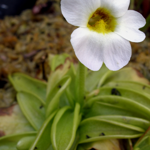 Pinguicula Primuliflora