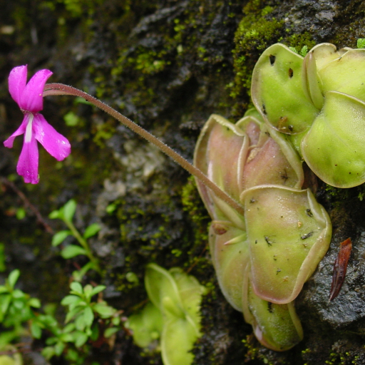 Pinguicula
