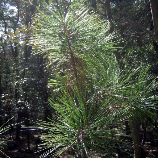 Pinus Arizonica