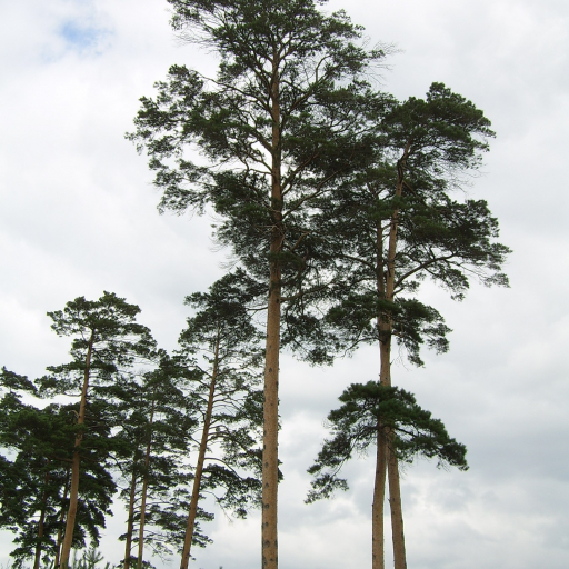 Pinus Densiflora