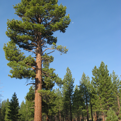 Pinus Jeffreyi