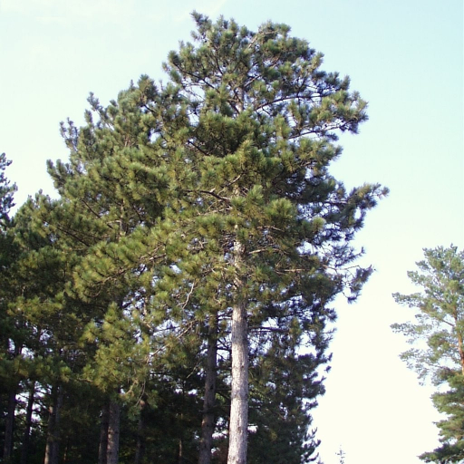 Pinus Resinosa