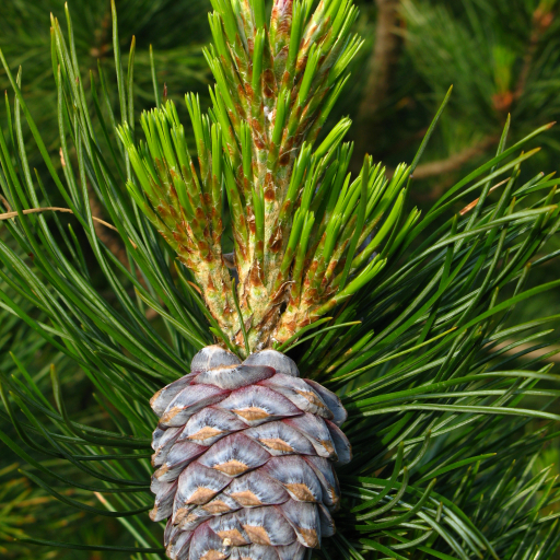 Pinus Sibirica