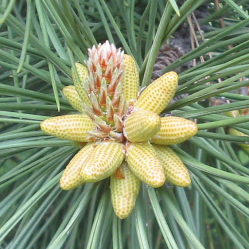 Pinus
