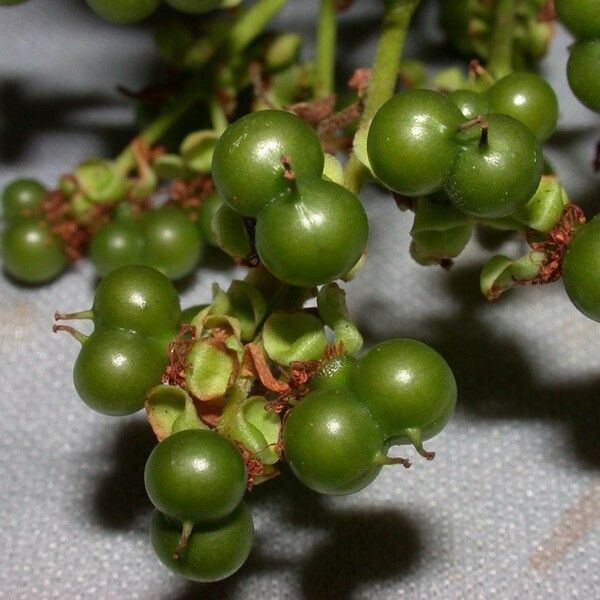 Pinzona Coriacea
