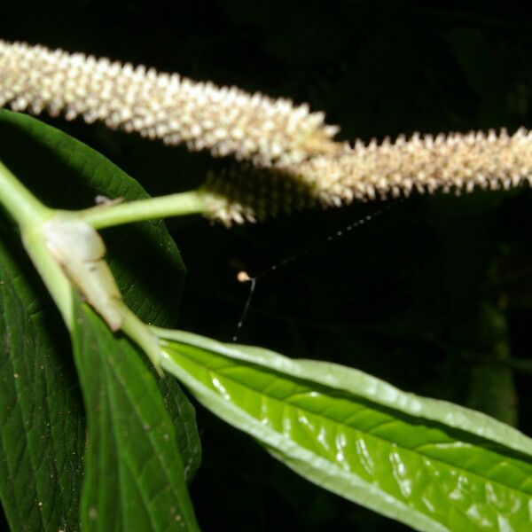Doctor Bush (Piper Glabrescens) Care Guide: Water, Soil & Propagation ...