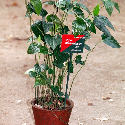 Piper Sarmentosum