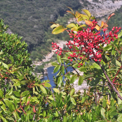 Pistacia Terebinthus
