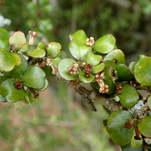 Pittosporum Obcordatum