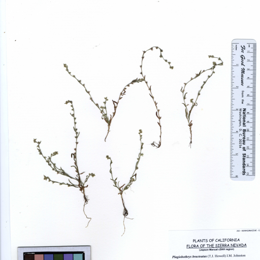 Plagiobothrys Bracteatus