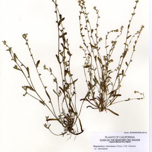 Plagiobothrys Chorisianus