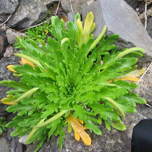 Plantago Coronopus